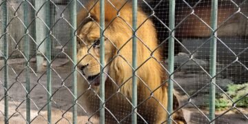 Indignación por león que vomita parásitos enciende redes; autoridades dicen que ya fue atendido