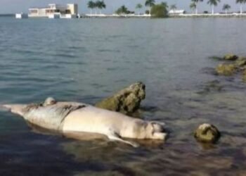 Velocidad mortal: tráfico de embarcaciones amenaza al manatí en la Bahía de Chetumal