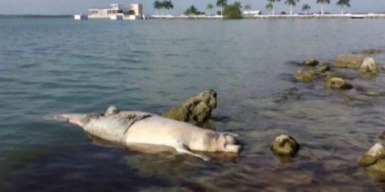 Velocidad mortal: tráfico de embarcaciones amenaza al manatí en la Bahía de Chetumal