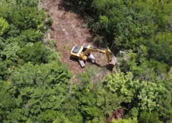 Selva Maya bajo presión: activan “freno legal” contra la deforestación