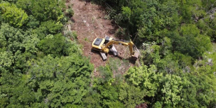 Selva Maya bajo presión: activan “freno legal” contra la deforestación