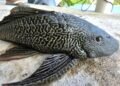 El Pez Diablo, especie depredadora del Amazonas, anida en toda la laguna de Bacalar