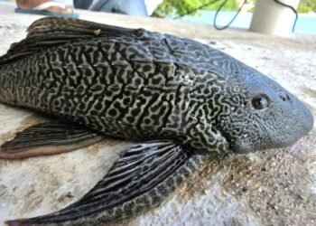 El Pez Diablo, especie depredadora del Amazonas, anida en toda la laguna de Bacalar