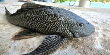 El Pez Diablo, especie depredadora del Amazonas, anida en toda la laguna de Bacalar