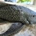 El Pez Diablo, especie depredadora del Amazonas, anida en toda la laguna de Bacalar