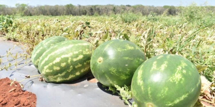 Bajas temperaturas afectan tradicional concurso de la mejor sandía en Expomor 2026