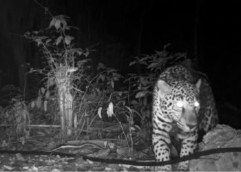 Documentan presencia de jaguar en predio proyectado para “Perfect Day”