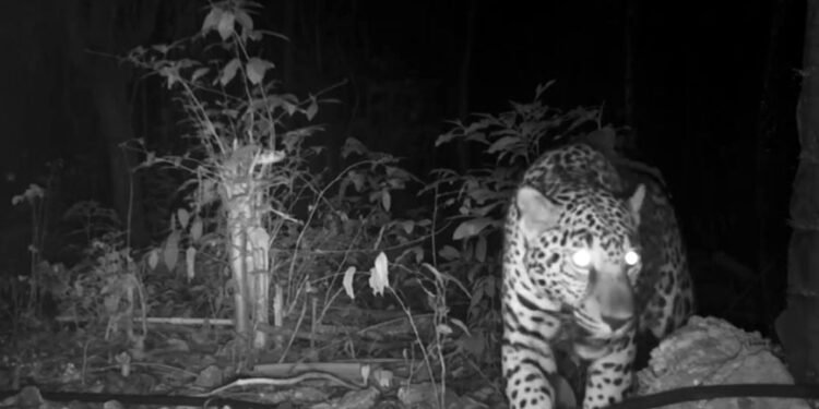 Documentan presencia de jaguar en predio proyectado para “Perfect Day”