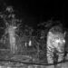 Documentan presencia de jaguar en predio proyectado para “Perfect Day”