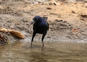 Zanate mexicano sorprende en Corea del Sur