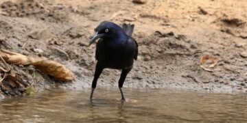 Zanate mexicano sorprende en Corea del Sur