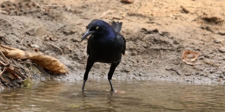 Zanate mexicano sorprende en Corea del Sur