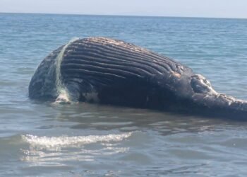 Hallan ballena sin vida enredada en redes de pesca en Baja California Sur