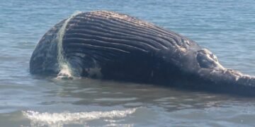 Hallan ballena sin vida enredada en redes de pesca en Baja California Sur