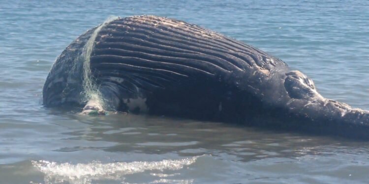 Hallan ballena sin vida enredada en redes de pesca en Baja California Sur