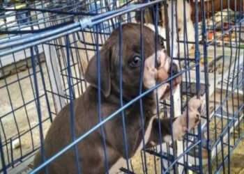 Congreso pone orden en la venta de animales y apuesta por la adopción gratuita