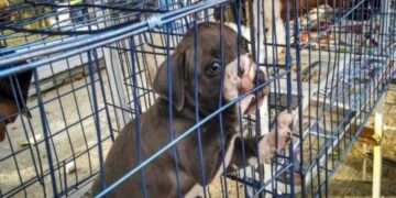 Congreso pone orden en la venta de animales y apuesta por la adopción gratuita