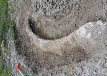 INAH resguarda defensa de mamut hallada en Guanajuato; avanza proceso de conservación