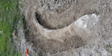 INAH resguarda defensa de mamut hallada en Guanajuato; avanza proceso de conservación