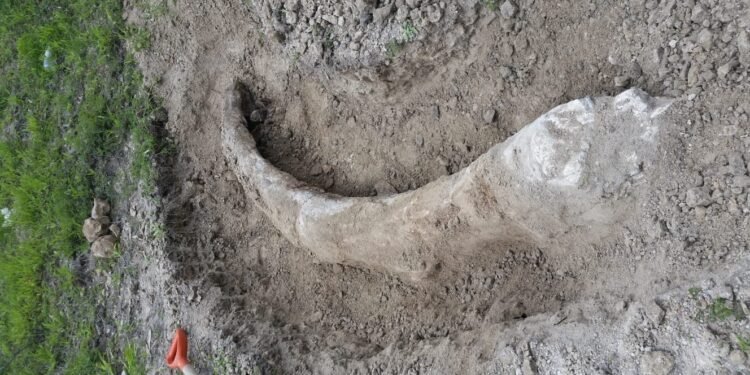 INAH resguarda defensa de mamut hallada en Guanajuato; avanza proceso de conservación