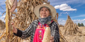 Agroecología que rinde frutos: rendimiento del maíz crece 25% con Escuelas de Campo
