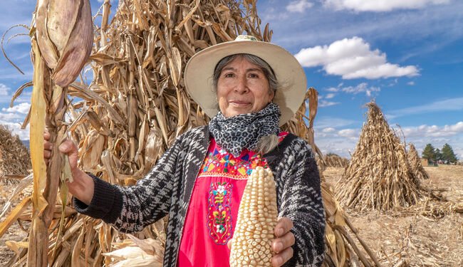 Agroecología que rinde frutos: rendimiento del maíz crece 25% con Escuelas de Campo