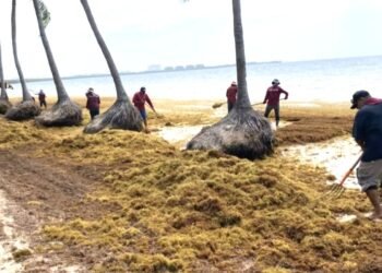 Descartan afectación por sargazo en la Costa Maya para Semana Santa