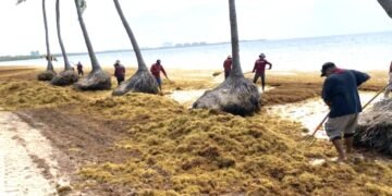 Descartan afectación por sargazo en la Costa Maya para Semana Santa