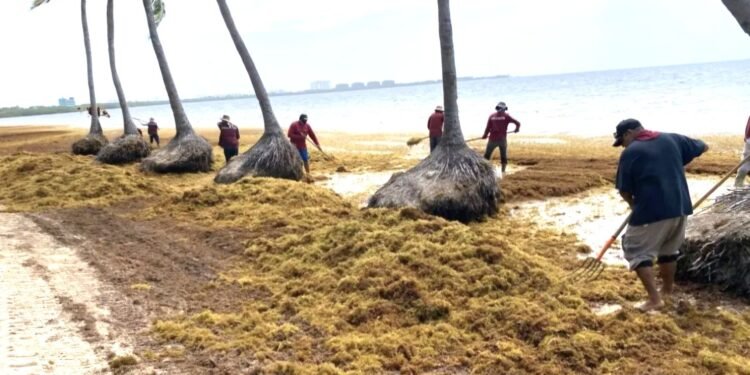 Descartan afectación por sargazo en la Costa Maya para Semana Santa