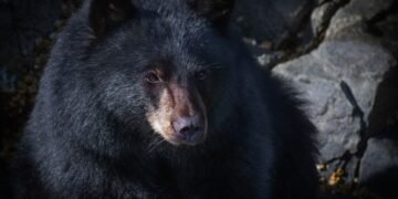 Alianza por la vida silvestre: impulsan plan integral para proteger al oso negro mexicano