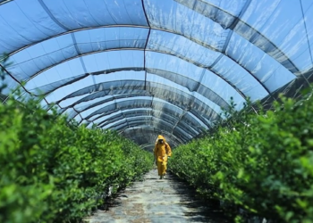 México consolida su liderazgo global en berries