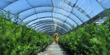 México consolida su liderazgo global en berries