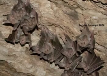 Éxito ambiental en Tehuacán-Cuicatlán: colonia de murciélagos se consolida tras años de rescate