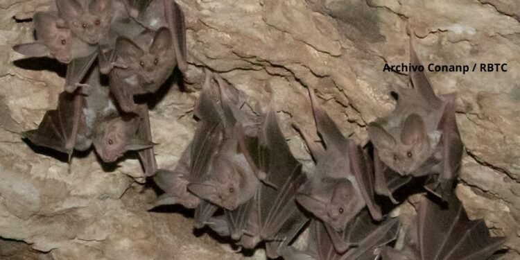 Éxito ambiental en Tehuacán-Cuicatlán: colonia de murciélagos se consolida tras años de rescate