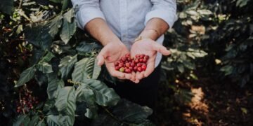 De tradición a tecnología: CAFFENIO celebra 85 años con fuerte crecimiento en México