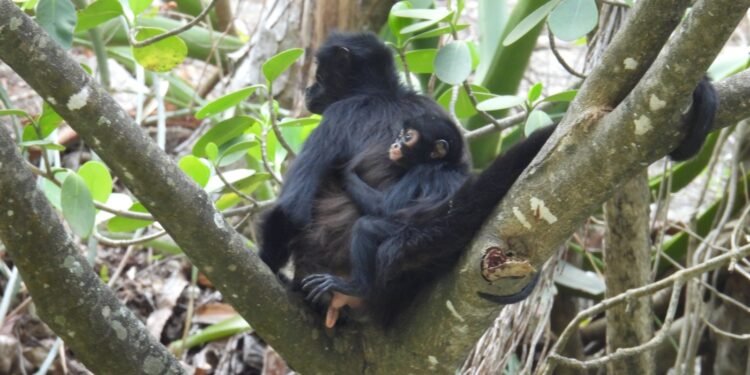 Nueva cría revive al mono araña en Chiapas