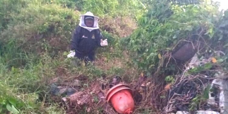 Suman tres ataques de abejas en abril, mueren perros y gallinas en La Unión