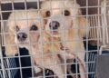 Más de 50 lomitos y michis víctimas de maltrato esperan ser adoptadas