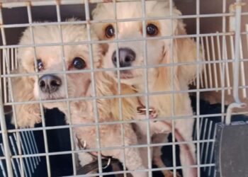Más de 50 lomitos y michis víctimas de maltrato esperan ser adoptadas