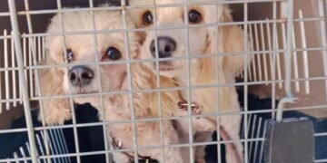 Más de 50 lomitos y michis víctimas de maltrato esperan ser adoptadas