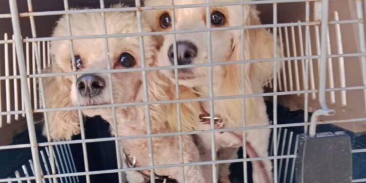 Más de 50 lomitos y michis víctimas de maltrato esperan ser adoptadas
