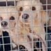 Más de 50 lomitos y michis víctimas de maltrato esperan ser adoptadas