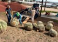 Profepa asegura 33 biznagas en peligro de extinción extraídas ilegalmente en Hidalgo