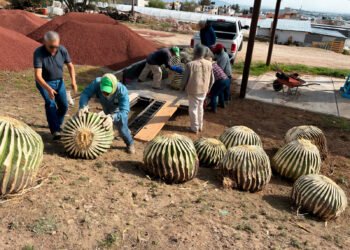 Profepa asegura 33 biznagas en peligro de extinción extraídas ilegalmente en Hidalgo