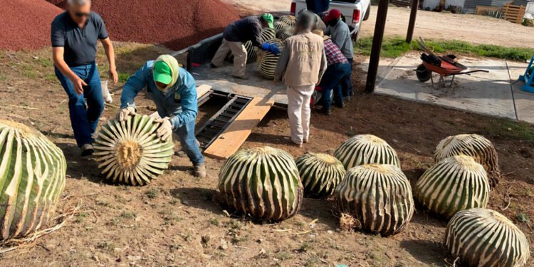 Profepa asegura 33 biznagas en peligro de extinción extraídas ilegalmente en Hidalgo