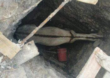 Se fue al hoyo… y volvió; burrita es rescatada por bomberos en Saltillo