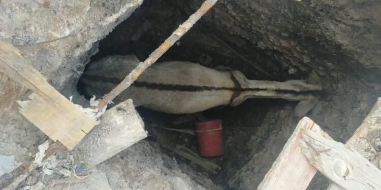 Se fue al hoyo… y volvió; burrita es rescatada por bomberos en Saltillo