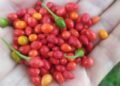 ¿De dónde viene el picante más auténtico? La historia detrás del ma’ax, el padre de los chiles