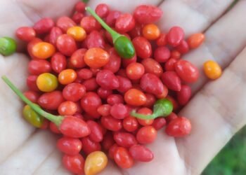 ¿De dónde viene el picante más auténtico? La historia detrás del ma’ax, el padre de los chiles