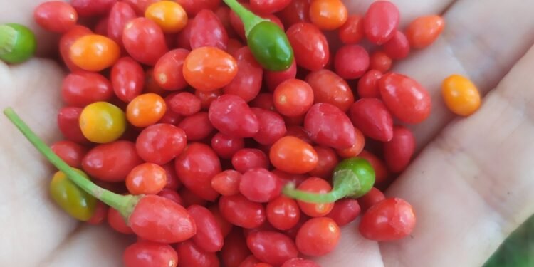 ¿De dónde viene el picante más auténtico? La historia detrás del ma’ax, el padre de los chiles